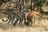 Kwando Lebala - Geparden auf der Jagd