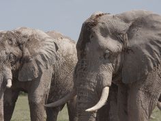 Nxai Pans National Park, Elefanten