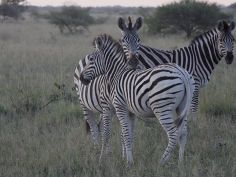 Makgadikgadi Pans National Park - Zebra
