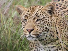 Botswana - Leopard im Okavango Delta