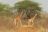 Meru National Park (© Elewana)