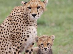 Geparden im Masai Mara Game Reserve