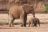 Elefanten im Samburu National Park