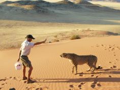 Kanaan Desert Retreat - Cheetah Activitiy