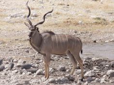 Etosha - Kudu Bulle