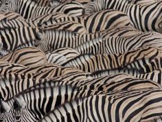 Etosha - Zebras an der Wasserstelle