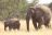 Desert Tour - Wüstenelefanten im Damaraland