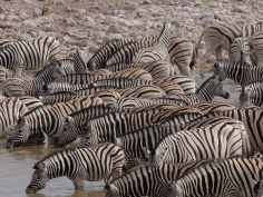 Desert Tour - Zebras im Etosha National Park