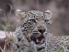 Leopard im privaten Wildreservat