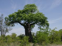 Walking South Africa - Baobab im Kruger National Park