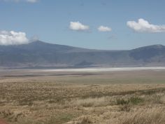Buffalo Safari - Ngorongoro Krater