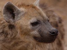 Buffalo Safari - Hyäne im Ngorongoro Krater