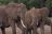 Parks of Tanzania & Kenya, Elefanten im Amboseli National Park