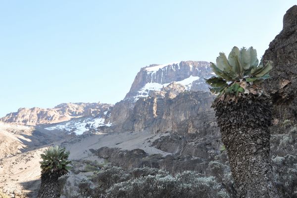 Kilimanjaro Besteigung (Lemosho Route)
