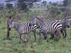Kidepo Valley National Park - Zebras