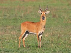 Semliki Wildlife Reserve, Uganda Kob