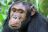 Uganda - Schimpanse im Kibale National Park
