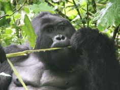 Uganda Kompakt - Gorilla im Bwindi Impenetrable Forest