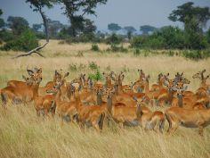 Uganda Kompakt - Pirschfahrt im Queen Elizabeth National Park