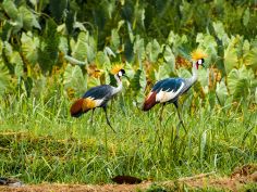 Crested cranes strolling near Mabamba Swamp and Entebbe Uganda