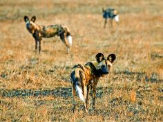Kafue National Park - Wildhunde (Wilderness Safaris)