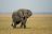 Kafue National Park - Elefant (Wilderness Safaris)