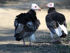 Lower Zambezi NP - Wollkopfgeier (White-headed vulture)