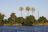 Zambezi National Park - Ilala Palmen auf der zambischen Seite