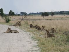 Löwen im Hwange National Park