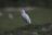 Cattle egret (Kuhreiher)
