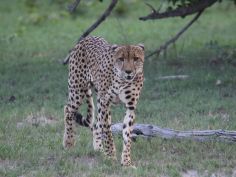 Cheetah (Gepard)