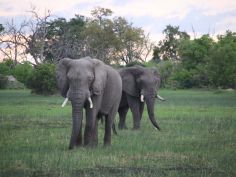 Elephants (Elefanten)