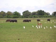 Hippo, cattle egret, red lechwe etc. (Flusspferde, Kuhreiher, Letschwe etc.)
