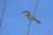 Little bee-eater (Zwergspint)