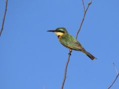 Little bee-eater (Zwergspint)