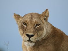 Lioness (Löwin)