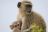 Vervet monkey (Südliche Grünmeerkatze)