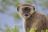 Vervet monkey (Südliche Grünmeerkatze)