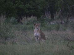 Lioness (Löwin)