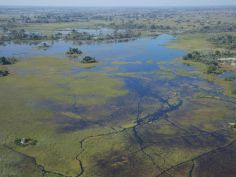 Okavango Delta - das endlose Wasserparadies