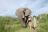 Baines' Camp - Interaktion mit Elefanten