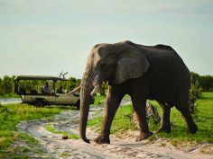 Belmond Savute Elephant Lodge - Pirschfahrt im offenen 4x4