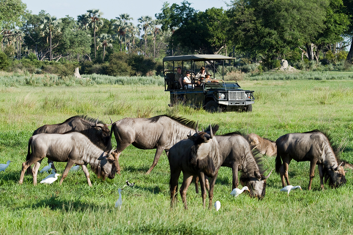 Chitabe Camp - Game Drive