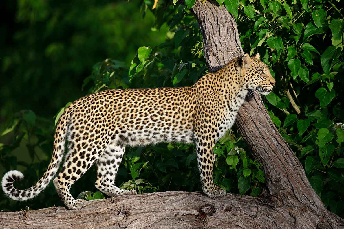 Chitabe Camp - Game Drive