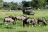 Chitabe Camp - Game Drive