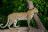 Chitabe Camp - Game Drive