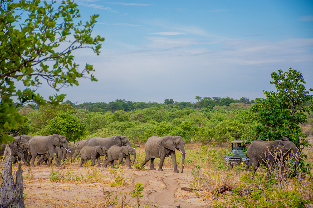 Chobe Bush Lodge