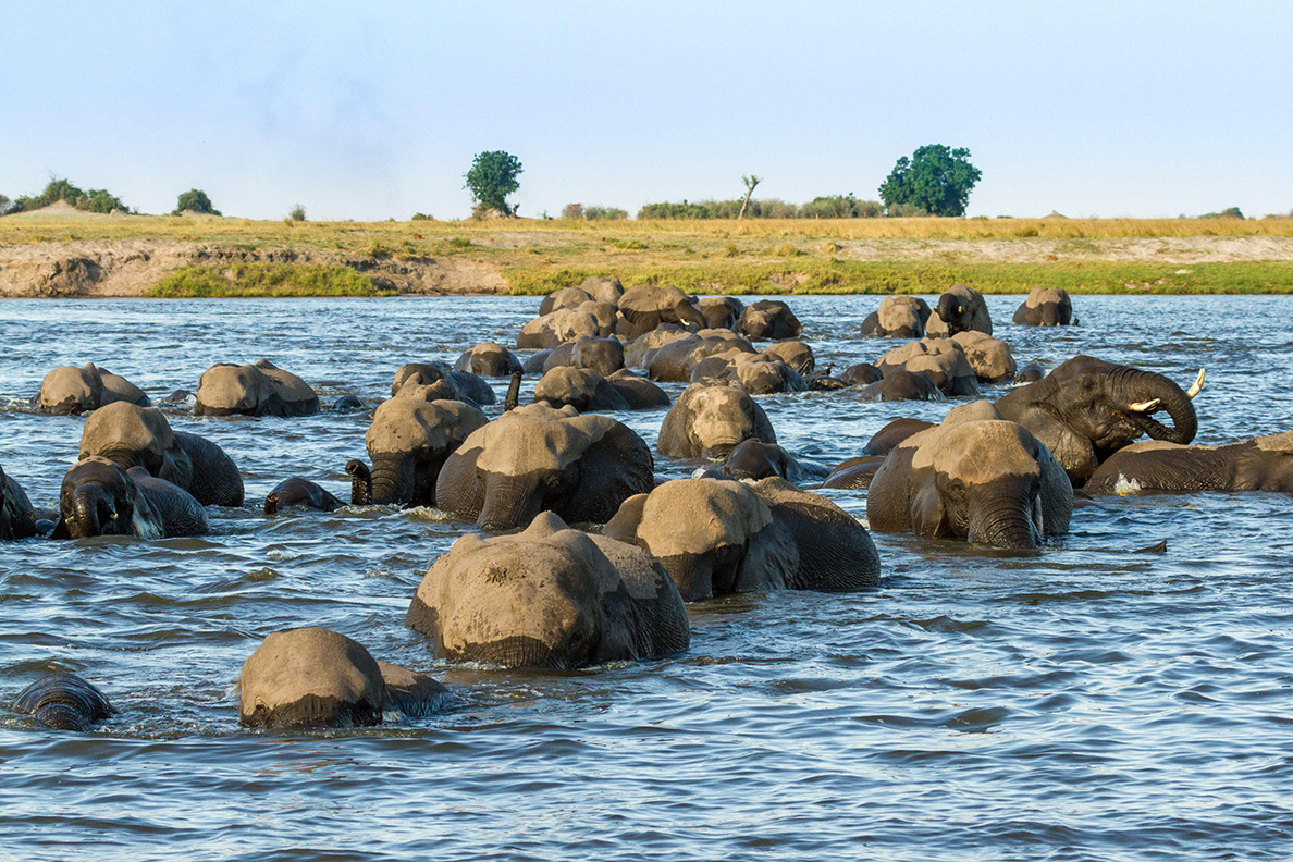 Chobe Game Lodge - Elefanten überqueren den Fluss