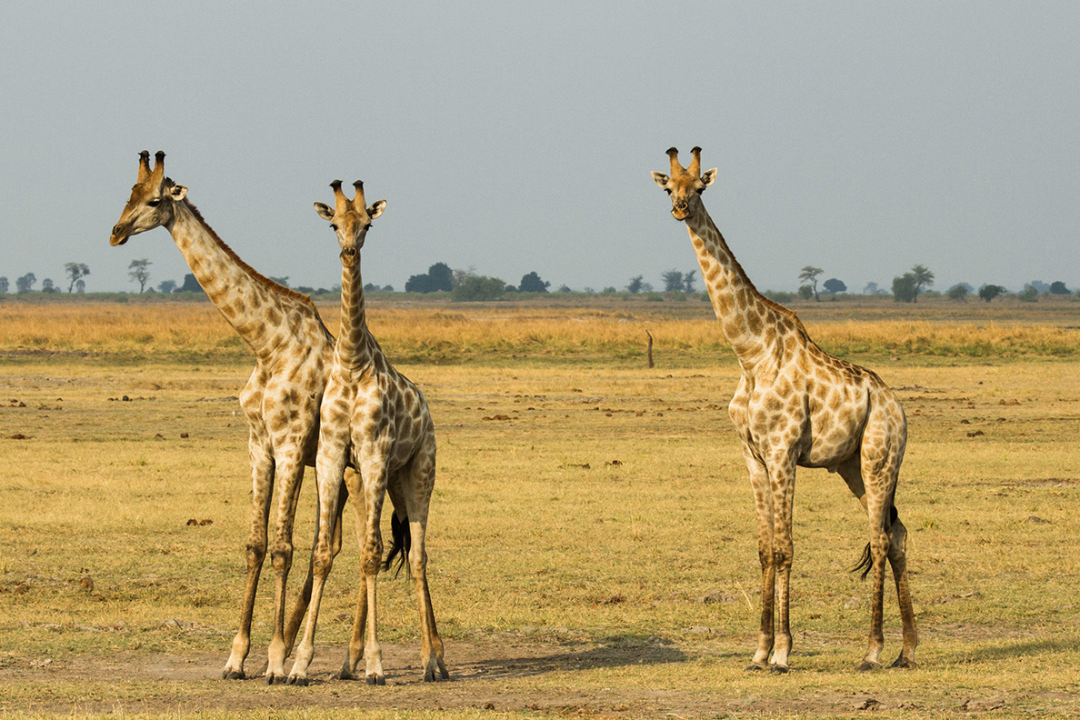 Chobe Game Lodge - auf Pirschfahrt
