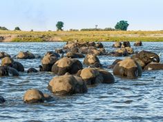 Chobe Game Lodge - Elefanten überqueren den Fluss
